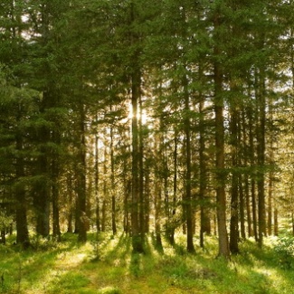 Финансирование лесной отрасли Тверской области решено не сокращать