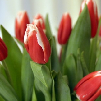 8 марта – Международный женский день